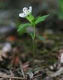 Pseudostellaria heterophylla. Цветущее растение. Приморский край, Хасанский р-н, юго-западный берег бухты Рейд Паллада, гора Мраморная, северный склон, дубово-липовый лес с Quercus mongolica и Tilia mandshurica. 15.05.2026.