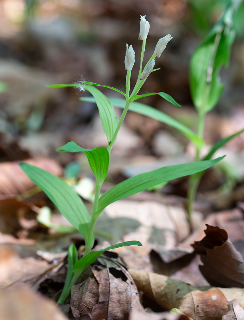 Изображение особи Cephalanthera longibracteata.
