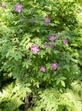 Rosa acicularis. Цветущее растение. Хабаровский край, р-н имени Лазо, верховье р. Ко, выс. ≈ 550 м н.у.м., долинный хвойный лес. 21.06.2026.