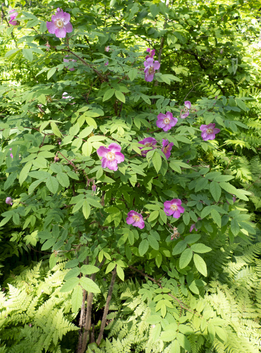 Image of Rosa acicularis specimen.