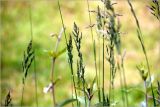 семейство Poaceae. Верхушки побегов с соцветиями. Московская обл., Раменский р-н, окр. дер. Хрипань, садовый участок. 06.06.2026.