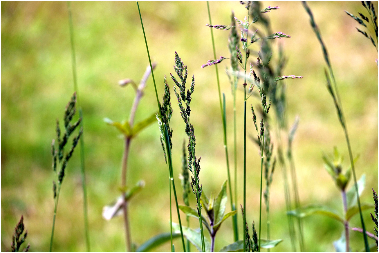 Изображение особи семейство Poaceae.