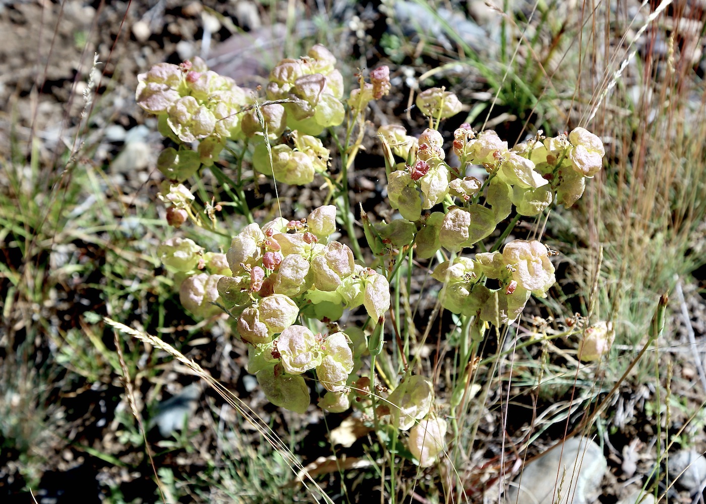 Image of Stubendorffia lipskyi specimen.