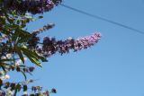 Vitex agnus-castus