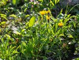 Crepis burejensis. Цветущие растения. Хабаровский край, р-н имени Лазо, массив горы Ко, выс. ≈ 1750 м н.у.м., высокогорная лужайка на месте снежника. 02.08.2026.