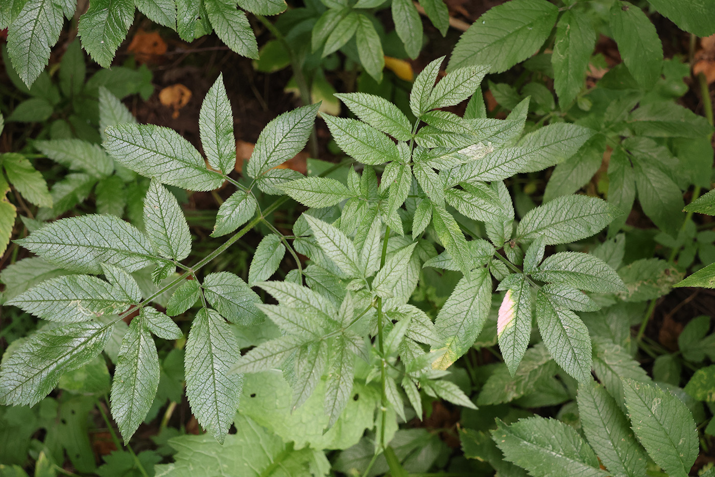 Image of Chaerophyllum aromaticum specimen.