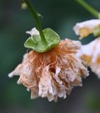 Kerria japonica variety pleniflora. Отцветший цветок. Краснодарский край, г. Горячий Ключ, палисадник. 16.08.2026.