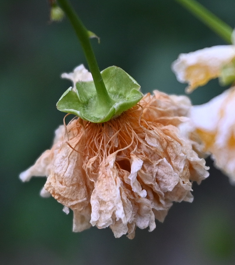 Image of Kerria japonica var. pleniflora specimen.