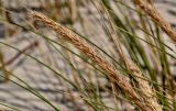 Ammophila arenaria
