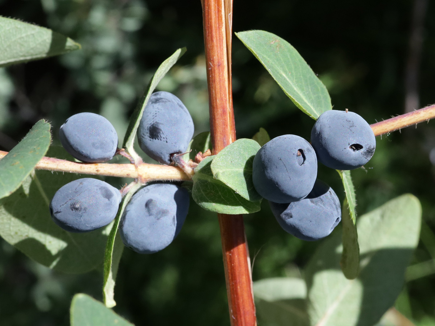 Image of genus Lonicera specimen.