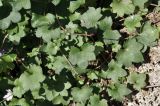 Cymbalaria muralis