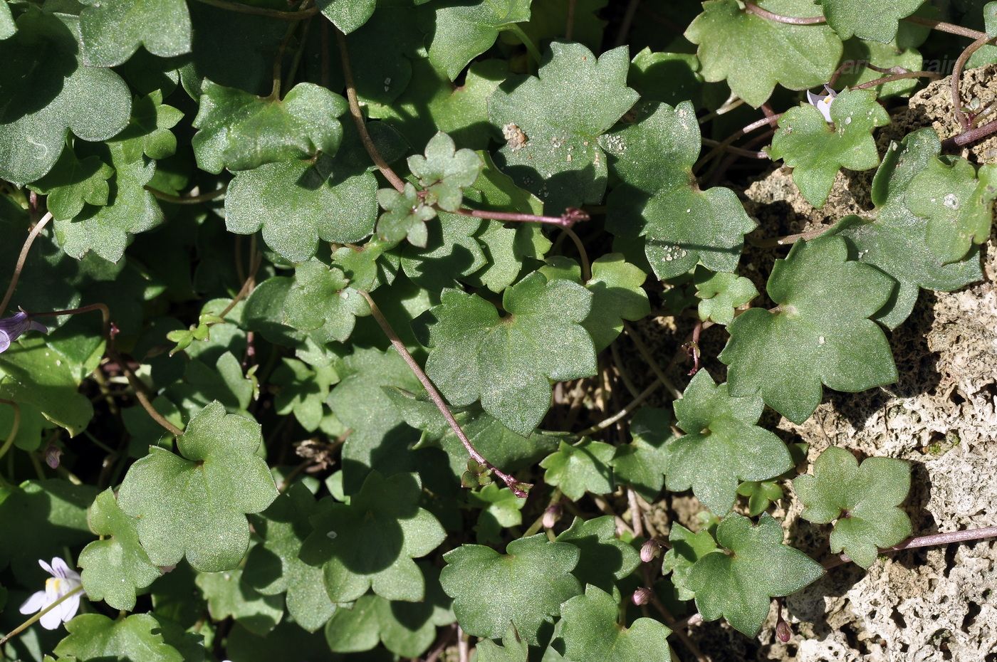 Изображение особи Cymbalaria muralis.