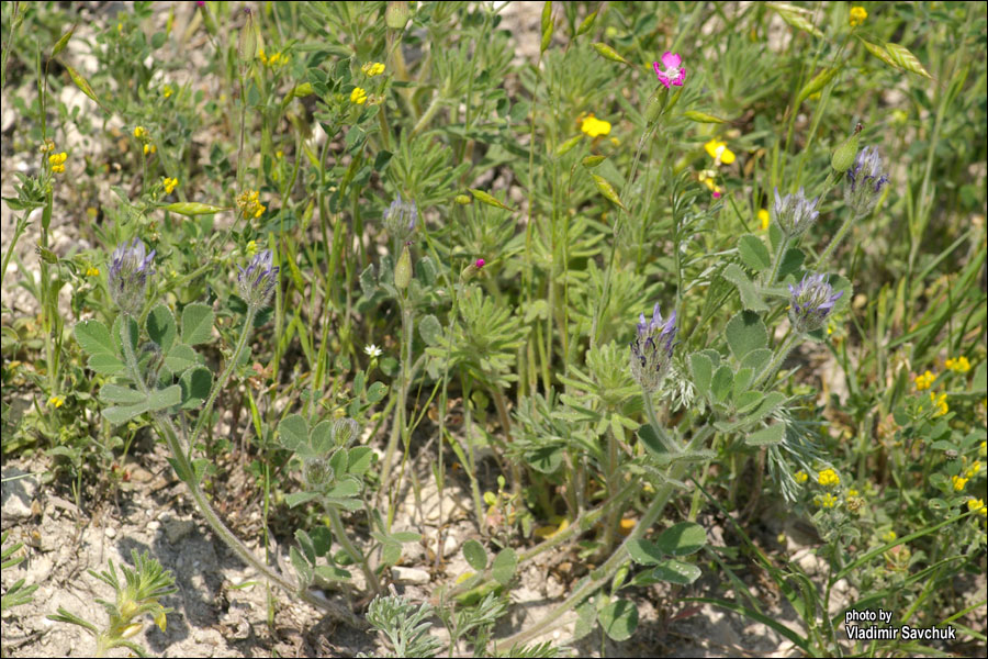 Изображение особи Trigonella rotundifolia.