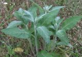 Stachys germanica