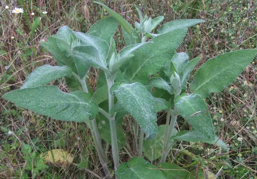 Image of Stachys germanica specimen.