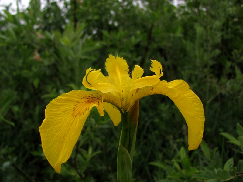 Изображение особи Iris pseudacorus.