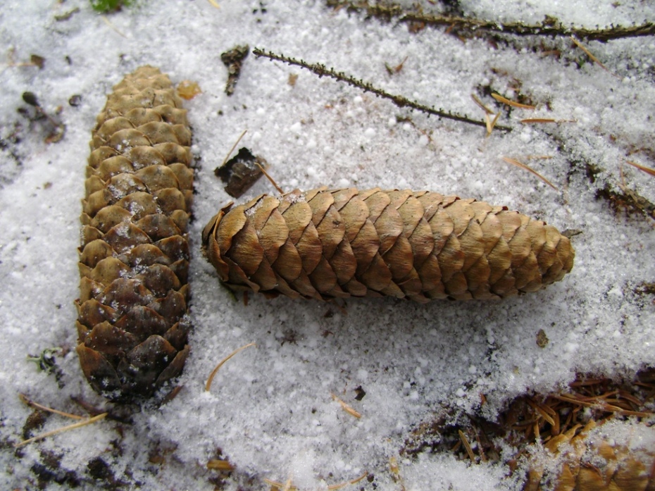 Image of Picea glehnii specimen.