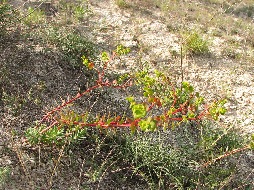 Image of Euphorbia petrophila specimen.