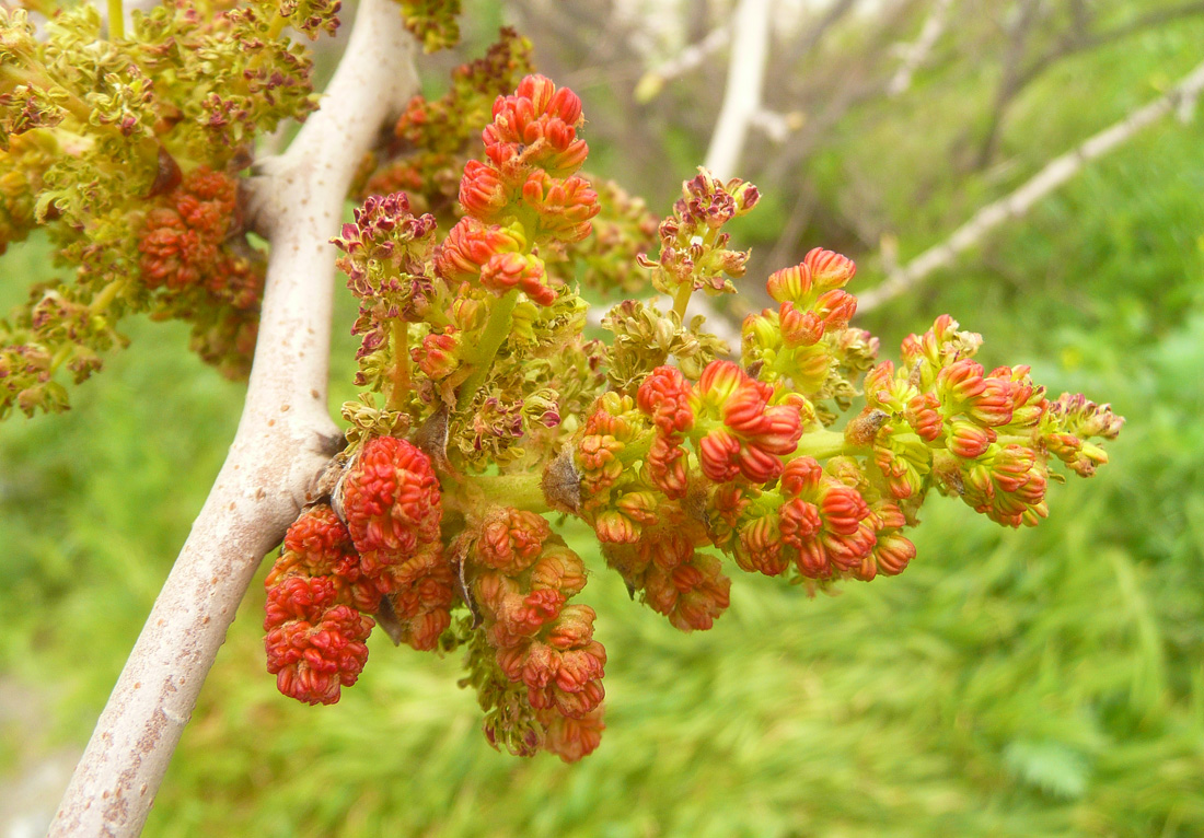 Image of Pistacia mutica specimen.