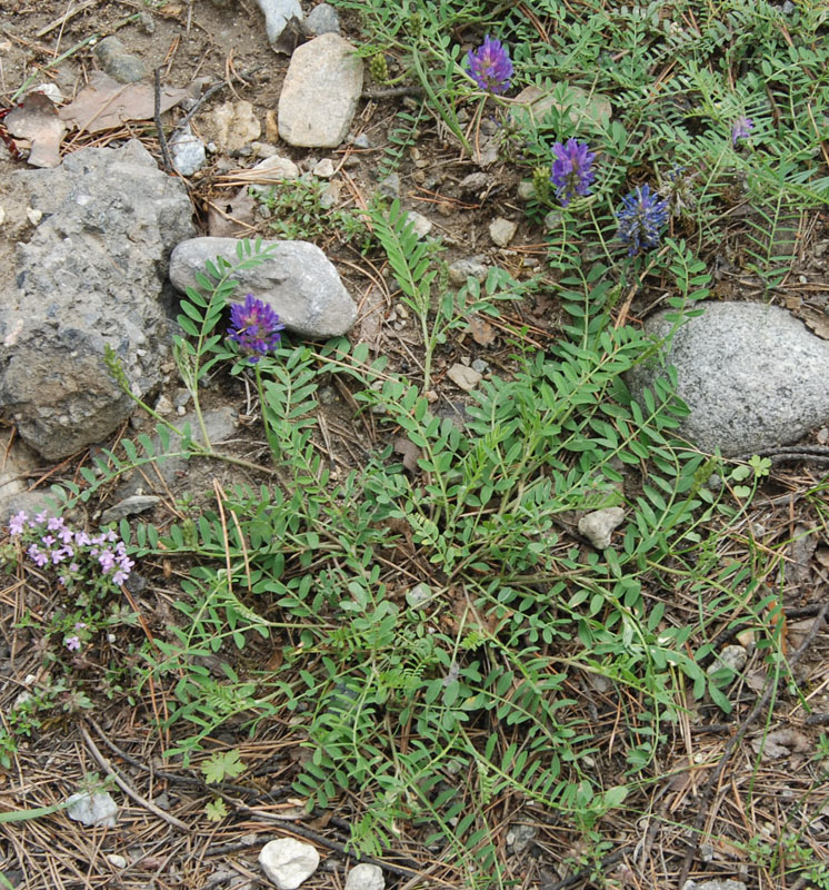 Изображение особи Astragalus adsurgens.