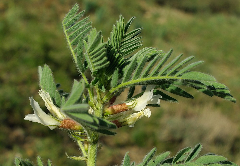 Image of Astragalus nucifer specimen.