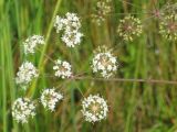 Cicuta virosa. Соцветие. Приморский край, г. Находка, оз. Лебяжье, болото. 21.08.2011.