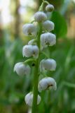 Pyrola minor