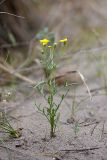 Senecio noeanus