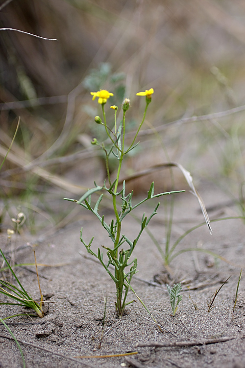 Изображение особи Senecio noeanus.