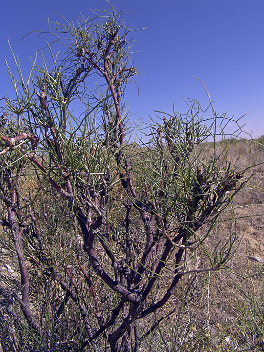 Image of genus Calligonum specimen.