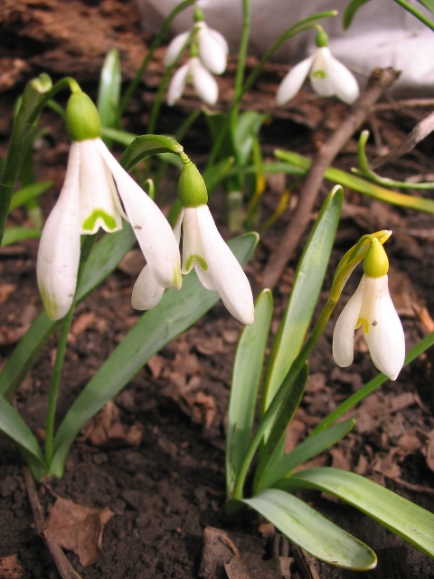 Image of Galanthus alpinus specimen.