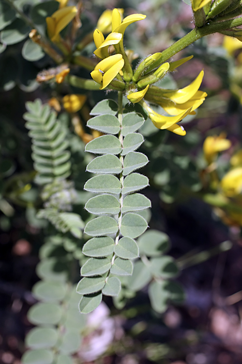 Изображение особи Astragalus harpocarpus.