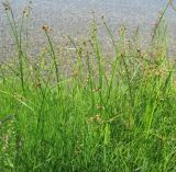 Schoenoplectus triqueter