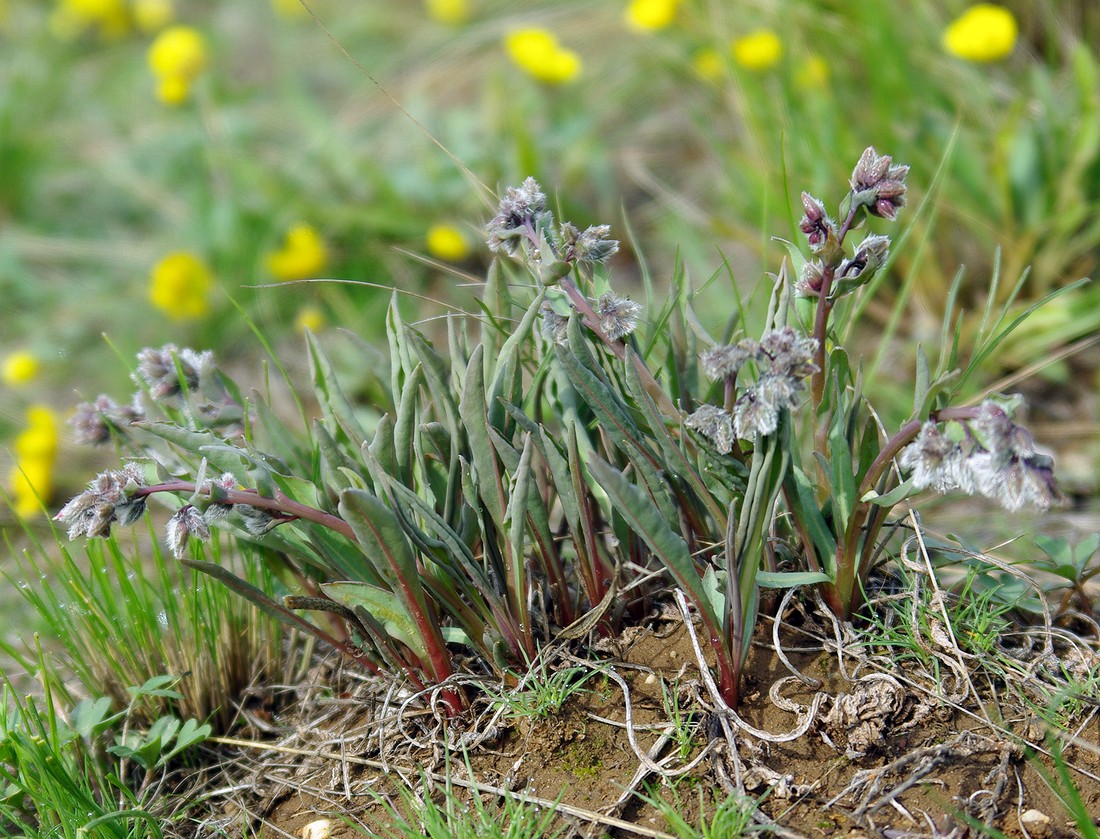 Изображение особи Rindera tetraspis.