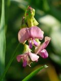 Lathyrus sylvestris. Соцветие. Московская обл., Одинцовский р-н, окр. ст. Полушкино, луг рядом с деревней. 29.06.2011.