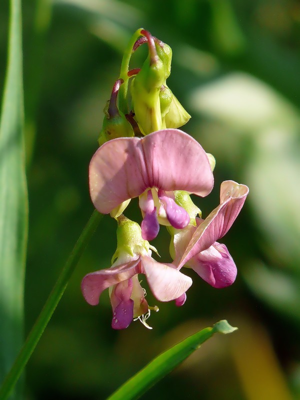 Image of Lathyrus sylvestris specimen.