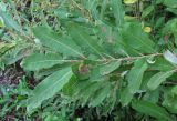 Salix cinerea