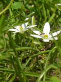 Ornithogalum umbellatum