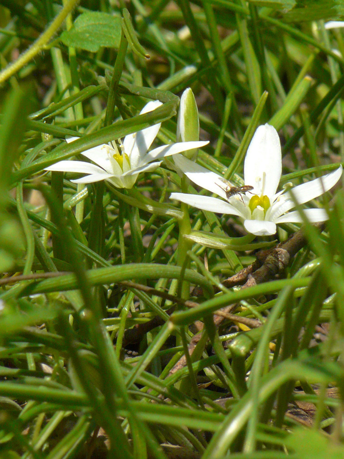 Изображение особи Ornithogalum umbellatum.