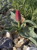 Tulipa greigii. Растение с бутоном. Южный Казахстан, хр. Боролдайтау, ущ. Кенузен. 29.04.2007.