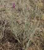 Astragalus varius