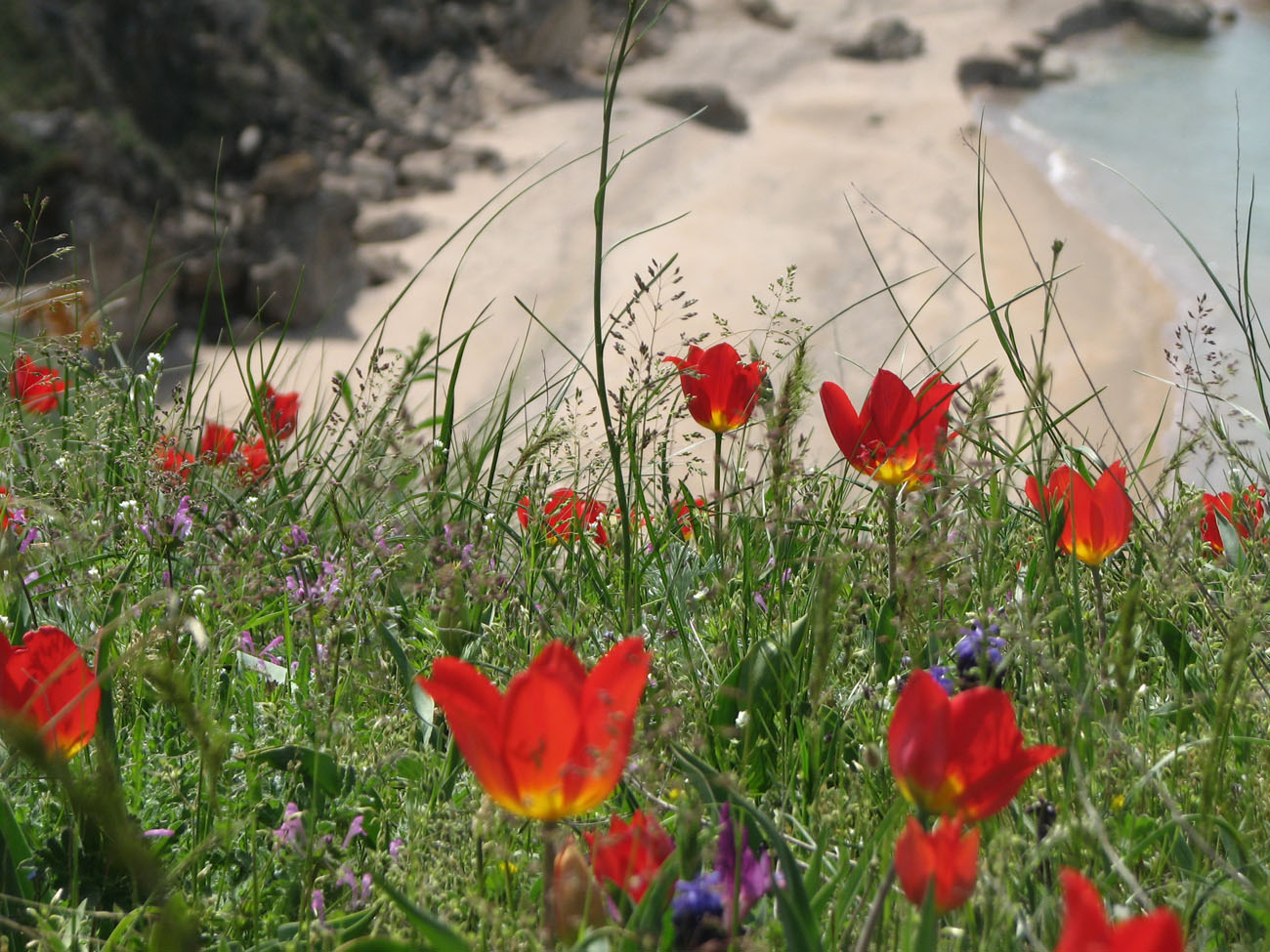 Image of Tulipa suaveolens specimen.