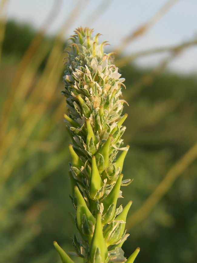 Image of Myricaria bracteata specimen.