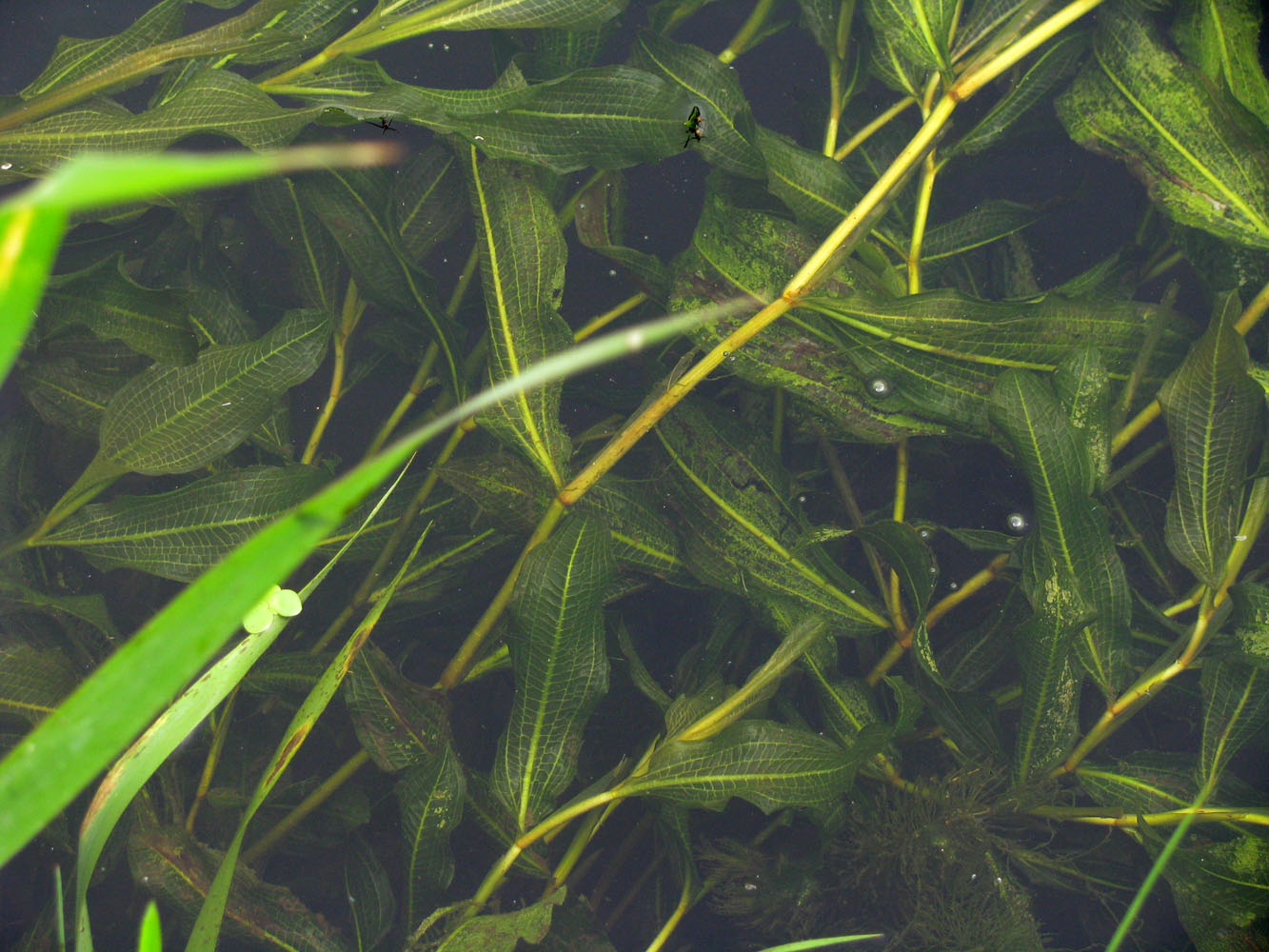 Image of Potamogeton × babingtonii specimen.