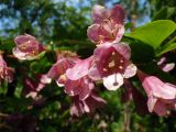 род Weigela