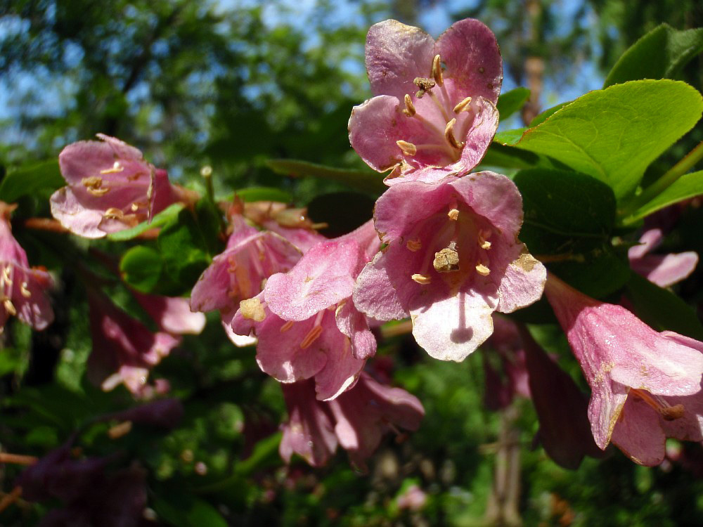 Изображение особи род Weigela.