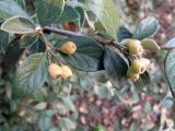 genus Cotoneaster