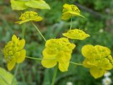 Bupleurum longifolium subspecies aureum. Верхушка цветущего растения. Окр. Томска, собственный питомник, в культуре. 8 июля 2010 г.