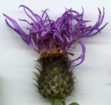 Image of taxon representative. Author is Николай Дегтярёв