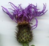 Centaurea phrygia. Соцветие. Курская обл., Железногорский р-н, ур. Кармановская дача. 24 июля 2007 г.